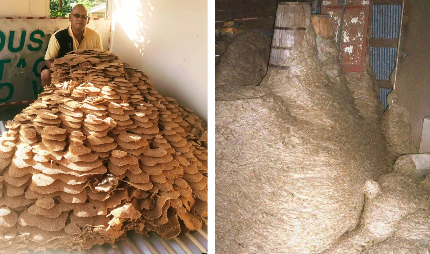 The image shows two side-by-side photos. The left shows a man beside a massive pile of dried brown leaves inside a room. The right shows a large pile of fibrous straw-like material stacked in a dimly lit space.