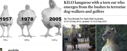 A meme comparing the growth of chickens over time (1957, 1978, 2005) and a news article about a giant kangaroo terrorizing locals. The text below asks, "how old is this chicken?" suggesting a humorous connection between the two.