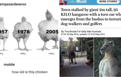 A meme comparing the growth of chickens over time (1957, 1978, 2005) and a news article about a giant kangaroo terrorizing locals. The text below asks, "how old is this chicken?" suggesting a humorous connection between the two.