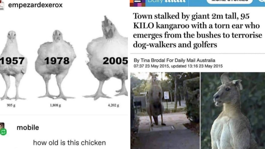 A meme comparing the growth of chickens over time (1957, 1978, 2005) and a news article about a giant kangaroo terrorizing locals. The text below asks, "how old is this chicken?" suggesting a humorous connection between the two.