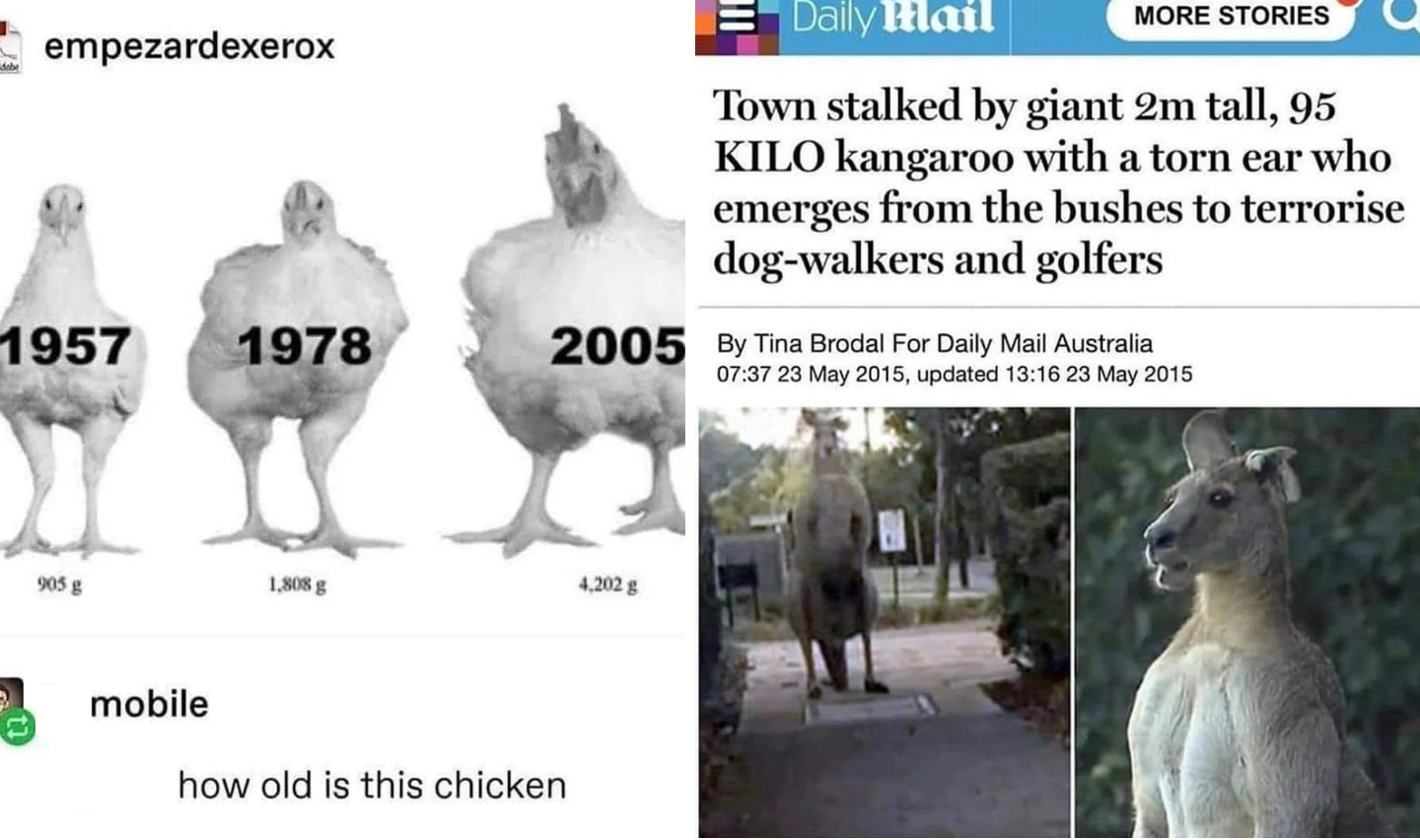 A meme comparing the growth of chickens over time (1957, 1978, 2005) and a news article about a giant kangaroo terrorizing locals. The text below asks, "how old is this chicken?" suggesting a humorous connection between the two.