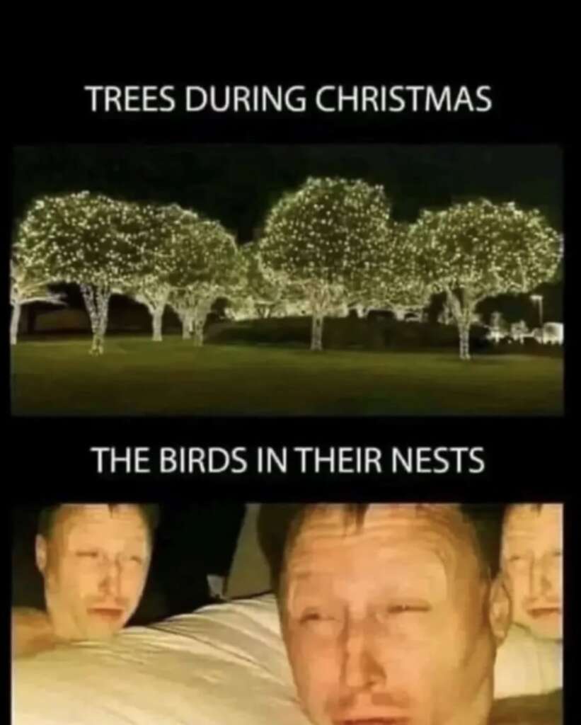 Top image shows trees covered in bright Christmas lights at night. Bottom image features two people squinting and looking uncomfortable, labeled "The birds in their nests." The combination creates a humorous contrast.