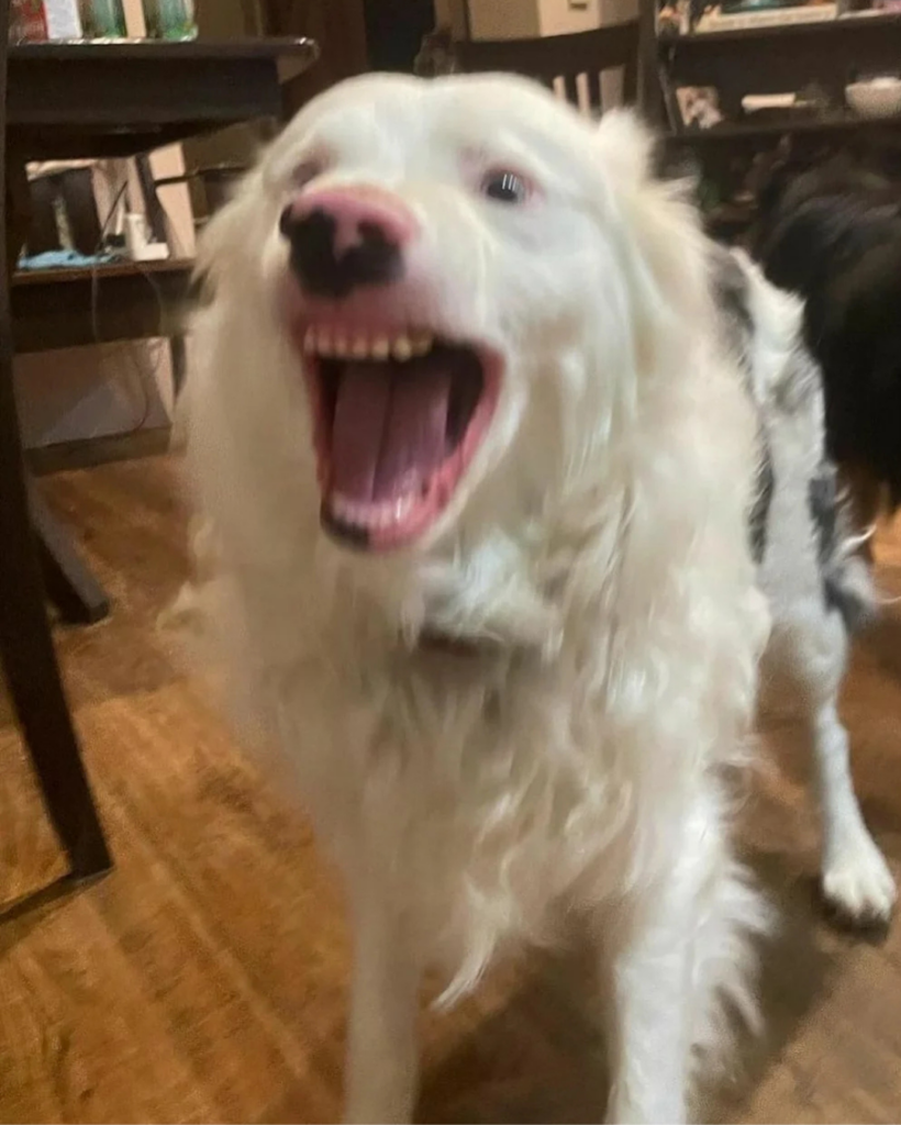 A fluffy white dog with some black patches is mid-bark or howl, showing its teeth. It stands indoors on a wooden floor, with furniture visible in the background.