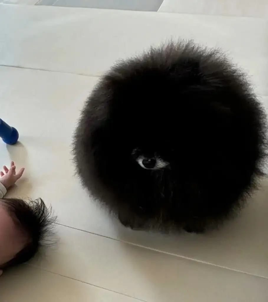 A fluffy black Pomeranian with a round, puffball appearance sits on a light-colored floor, looking up. Nearby, a baby lies on the floor with a little hand and head visible.