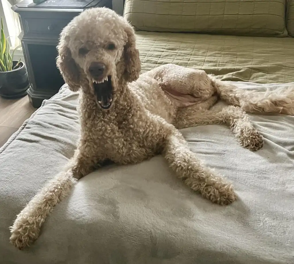 A curly-haired dog lying on a bed with its front legs stretched out and mouth open as if yawning. The bed is covered with a light gray blanket and has a green quilted comforter. A bedside table and a plant are visible in the background.