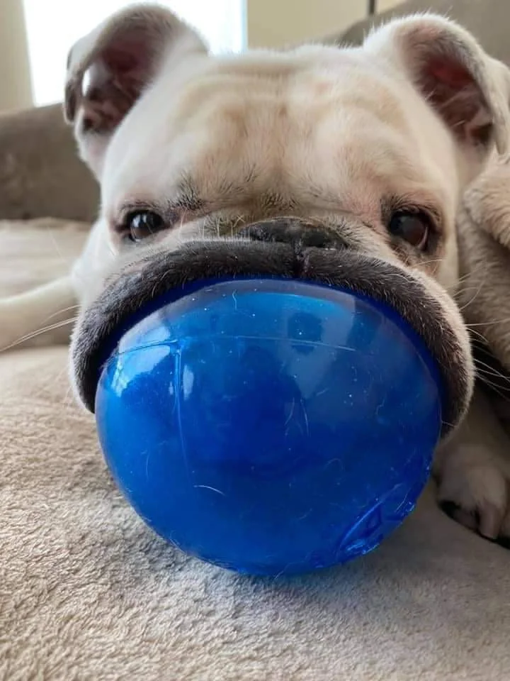 A bulldog rests on a soft surface with its snout smashed against a blue round toy, creating a humorous expression. Its eyes appear relaxed and content.