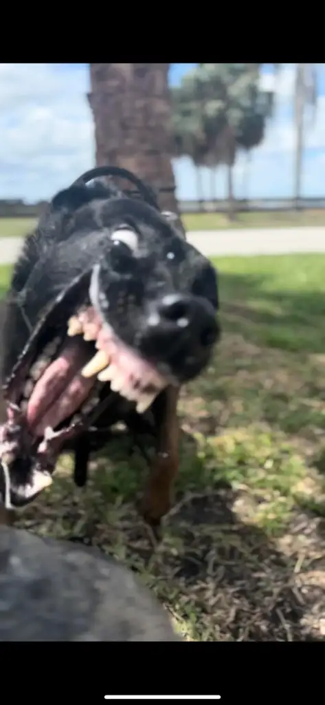 A black dog is playfully shaking its head, showing its teeth, with a blurred background of grass, trees, and a path on a sunny day.