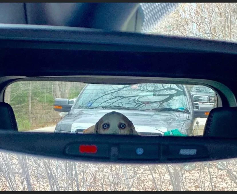 A dog with wide eyes is peeking over the back seat, visible in a car's rearview mirror, with a pickup truck parked behind. The scene is set outdoors, with leafless trees in the background.