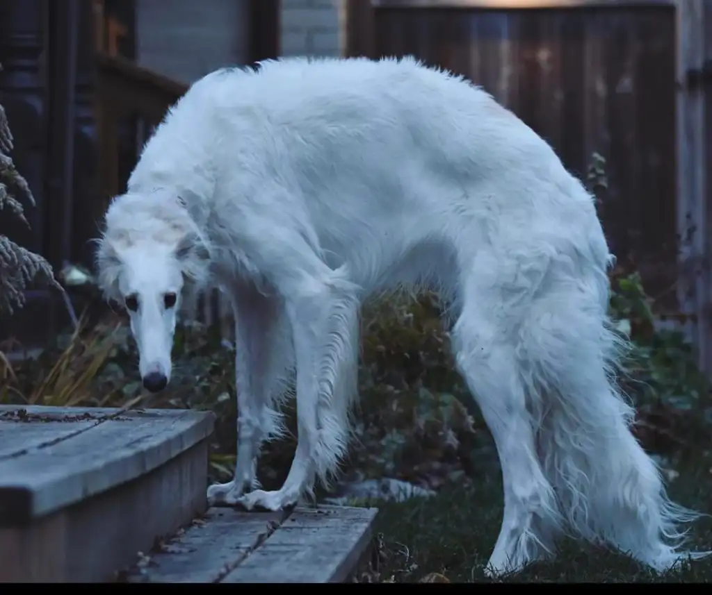 A large, fluffy white dog with a long, slender body and a narrow face stands outside on grass, looking back towards the camera. The background features a wooden deck and a fence.