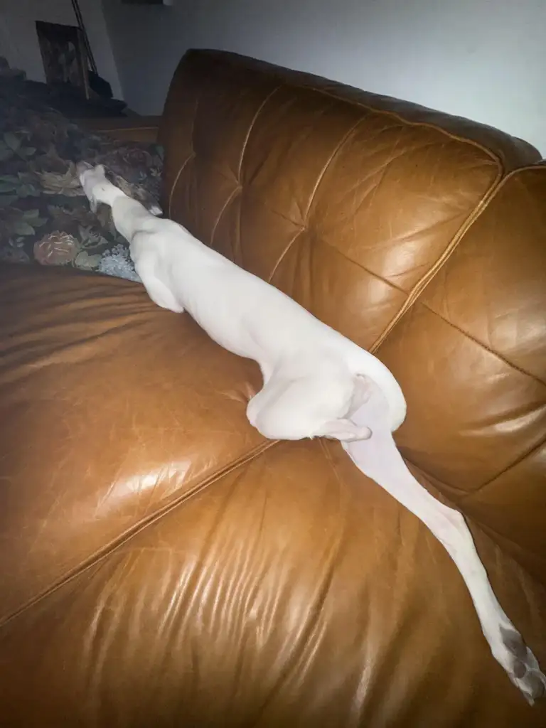 A white greyhound is stretched out on a brown leather couch, lying on its side. The dog's head is resting on a floral pillow, and its long legs are extended. The scene is dimly lit.