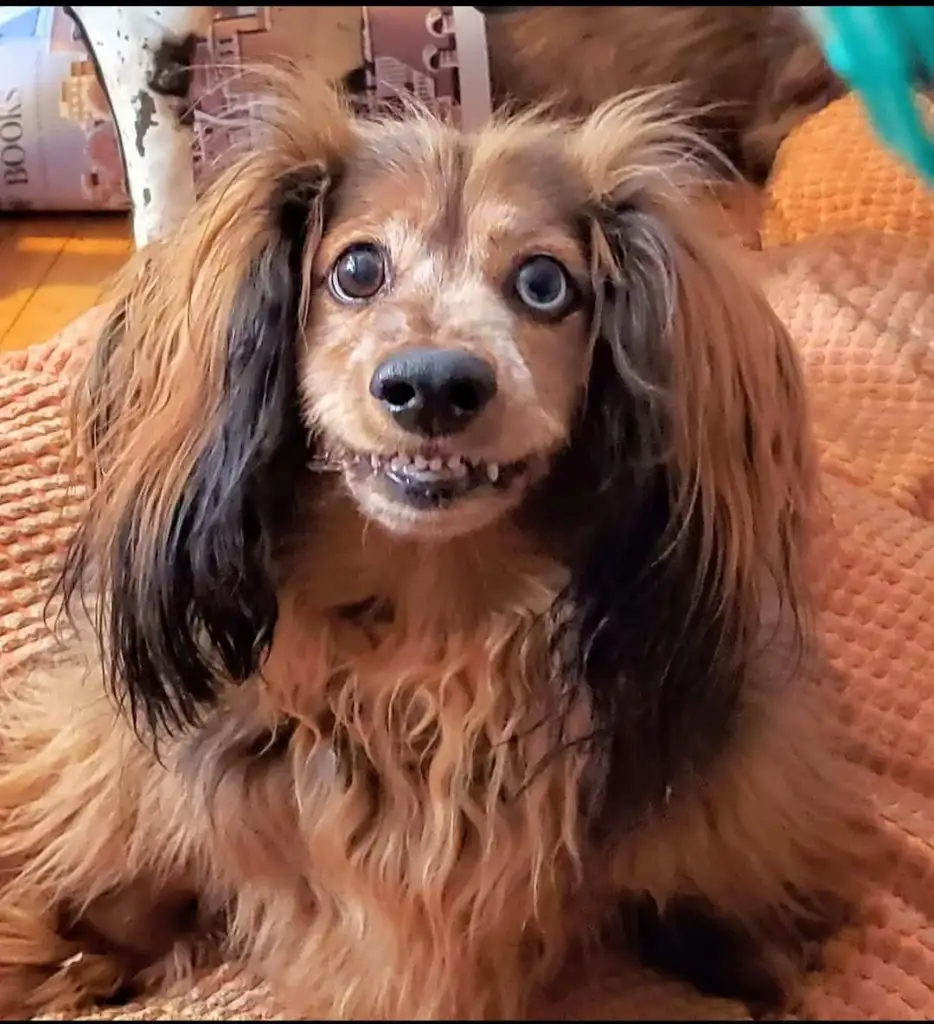 A small, fluffy dog with long, wavy fur and dark ears sits on an orange textured blanket. The dog's wide eyes and slightly open mouth give it a surprised expression. In the background, a few books are visible.