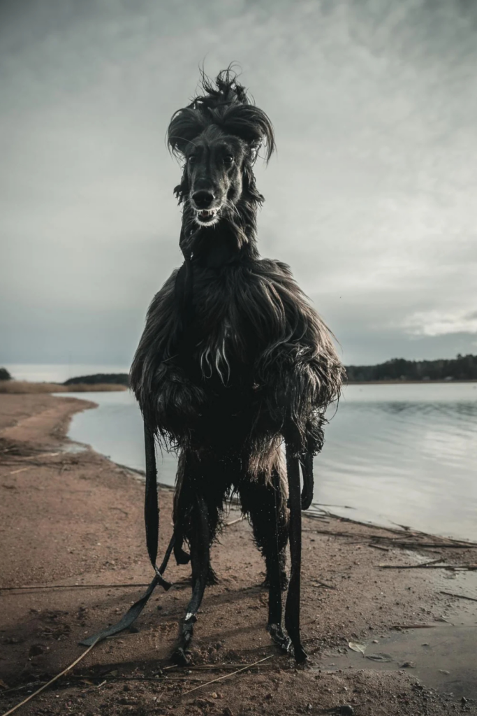 A wet, long-haired dog stands on a sandy riverbank under a cloudy sky. Its fur is tousled, and the background shows water with gentle ripples. The dog's stance is slightly elevated, giving a sense of curiosity and adventure.