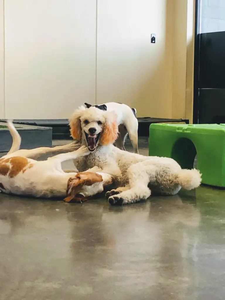 Three dogs are playing indoors on a polished floor. A white poodle with curly fur is in the center, appearing joyful, and a green play structure is nearby. Two other dogs are playfully lying around.