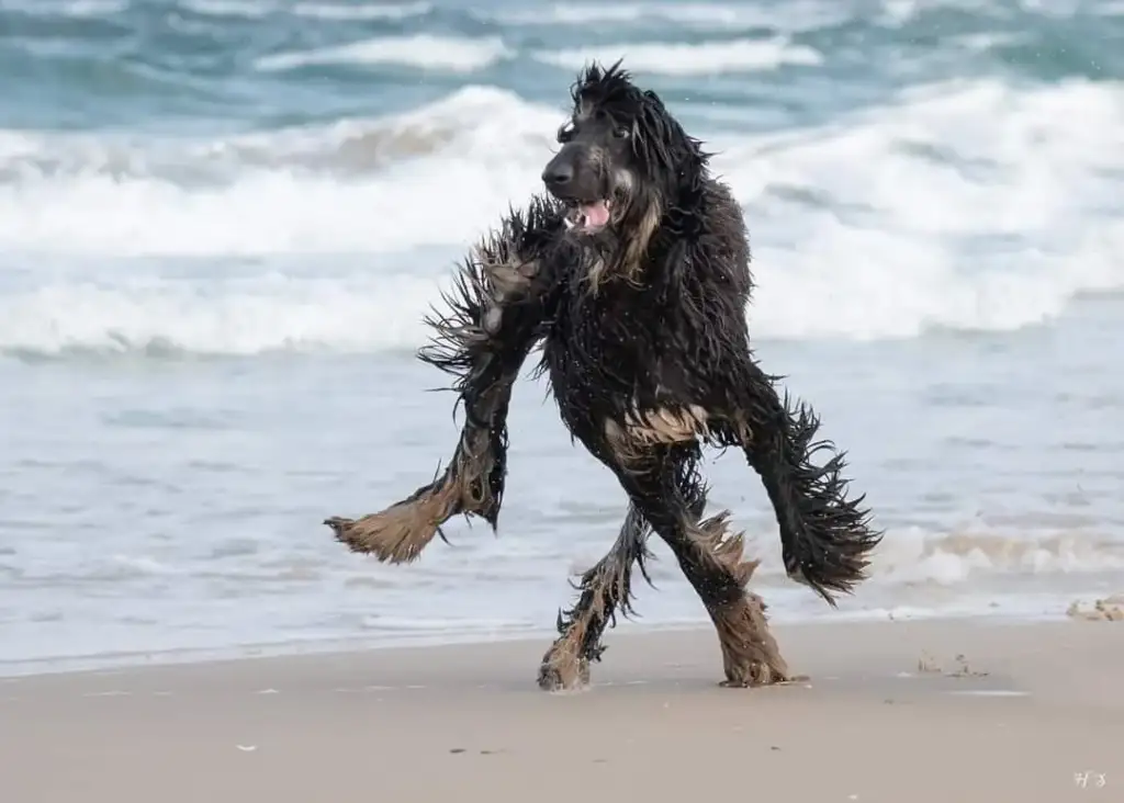 A wet, dark-colored dog joyfully runs on a sandy beach with ocean waves in the background. Its fur is shaggy and matted from the water, and it appears energetic as it moves with one paw in the air.