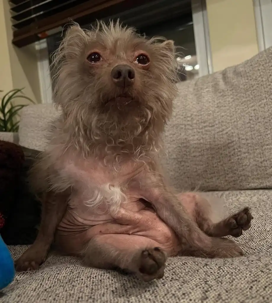 A small, scruffy dog with sparse fur sits upright on a beige couch, looking directly at the camera. One paw is resting on its belly, and a plant is visible in the background near a window.