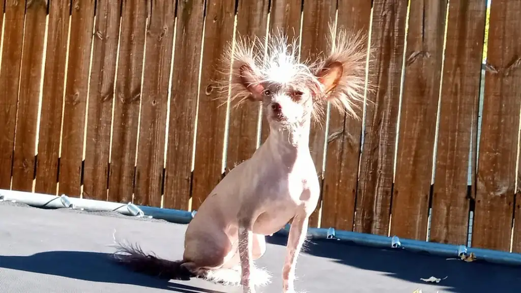 A hairless dog with long tufts of hair on its ears and tail sits on a trampoline. It is outdoors with a wooden fence in the background. The dog's unique appearance is accentuated by the bright sunlight.