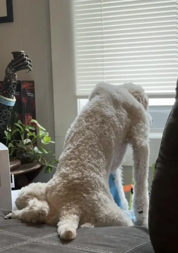 A fluffy white dog is sitting with its back to the camera, gazing out a window. It sits in an unusual position with its back legs splayed out. A robotic arm decoration is visible on a table to the left, alongside some plants.