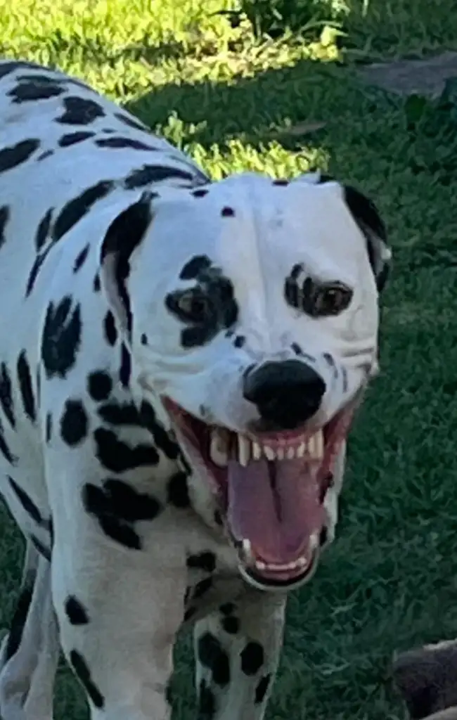 Dalmatian with black spots and a wide open mouth stands on grass, appearing excited or playful. Its ears are perked up, and its eyes are expressive.