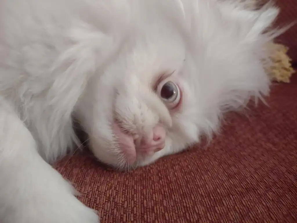 A fluffy white cat is lying on its side on a red fabric surface, gazing softly at the camera with blue eyes. The cat's fur is slightly tousled, giving it a cozy, relaxed appearance.