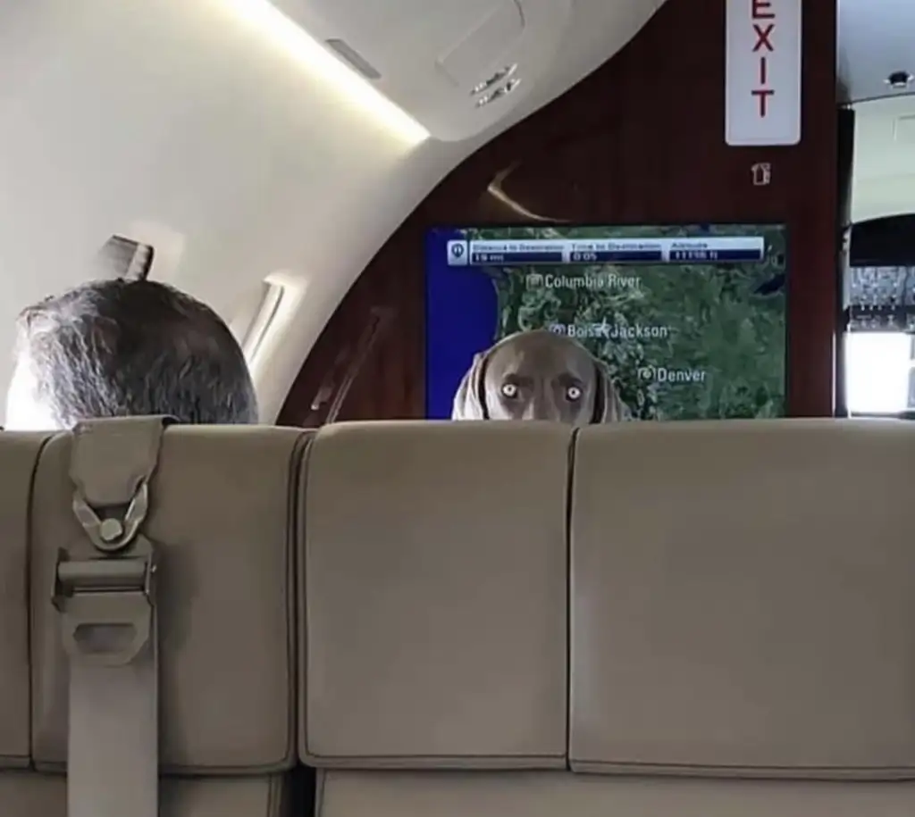 A dog peeks over the back of a passenger seat on an airplane, looking directly at the camera. A screen in the background shows a map with flight information.