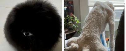 Left side shows a fluffy black Pomeranian resembling a black ball with eyes. Right side shows a white, curly-haired dog sitting on a sofa, looking out a window with its legs stretched out behind.