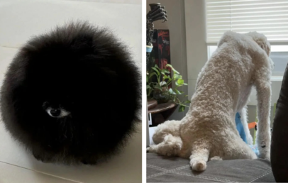 Left side shows a fluffy black Pomeranian resembling a black ball with eyes. Right side shows a white, curly-haired dog sitting on a sofa, looking out a window with its legs stretched out behind.