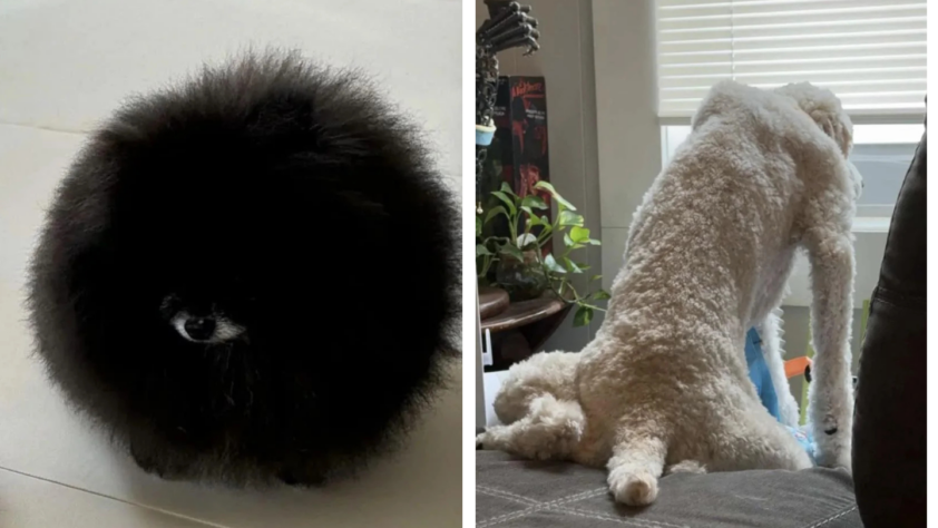 Left side shows a fluffy black Pomeranian resembling a black ball with eyes. Right side shows a white, curly-haired dog sitting on a sofa, looking out a window with its legs stretched out behind.