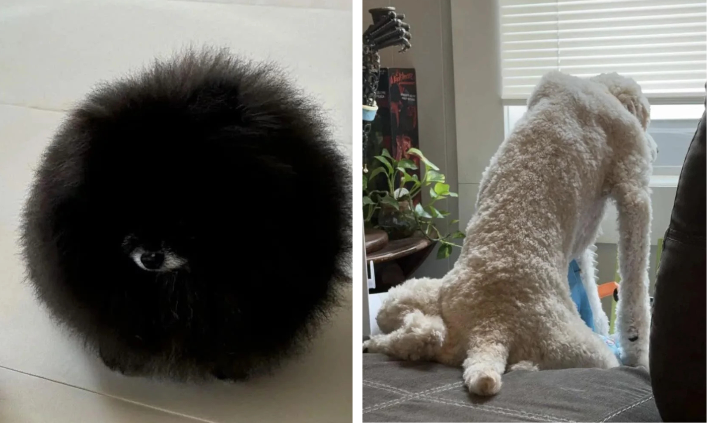 Left side shows a fluffy black Pomeranian resembling a black ball with eyes. Right side shows a white, curly-haired dog sitting on a sofa, looking out a window with its legs stretched out behind.