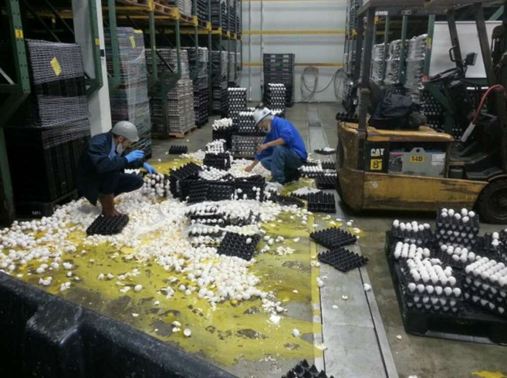 Two workers in protective gear are cleaning up broken eggs scattered on the floor in a warehouse. A forklift is nearby, and there are stacks of unbroken eggs in black trays around them.