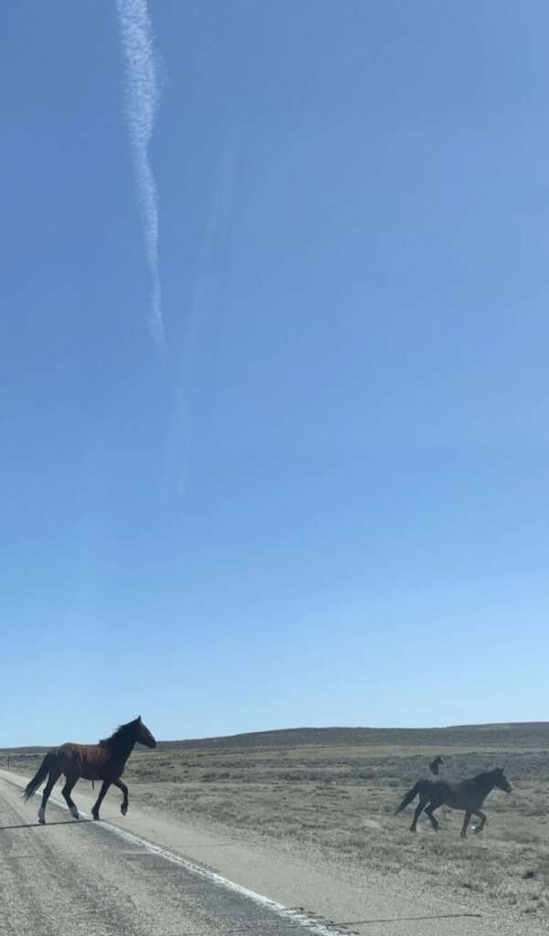 Two horses walking across a wide, open road in a vast, barren landscape under a clear blue sky. The horizon is flat, and there are thin, wispy clouds overhead.