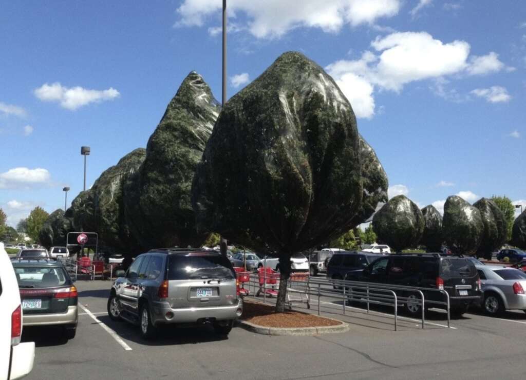 Trees in a parking lot are covered with tarps, giving them an unusual, bulbous shape. Cars are parked nearby under a blue sky with scattered clouds.