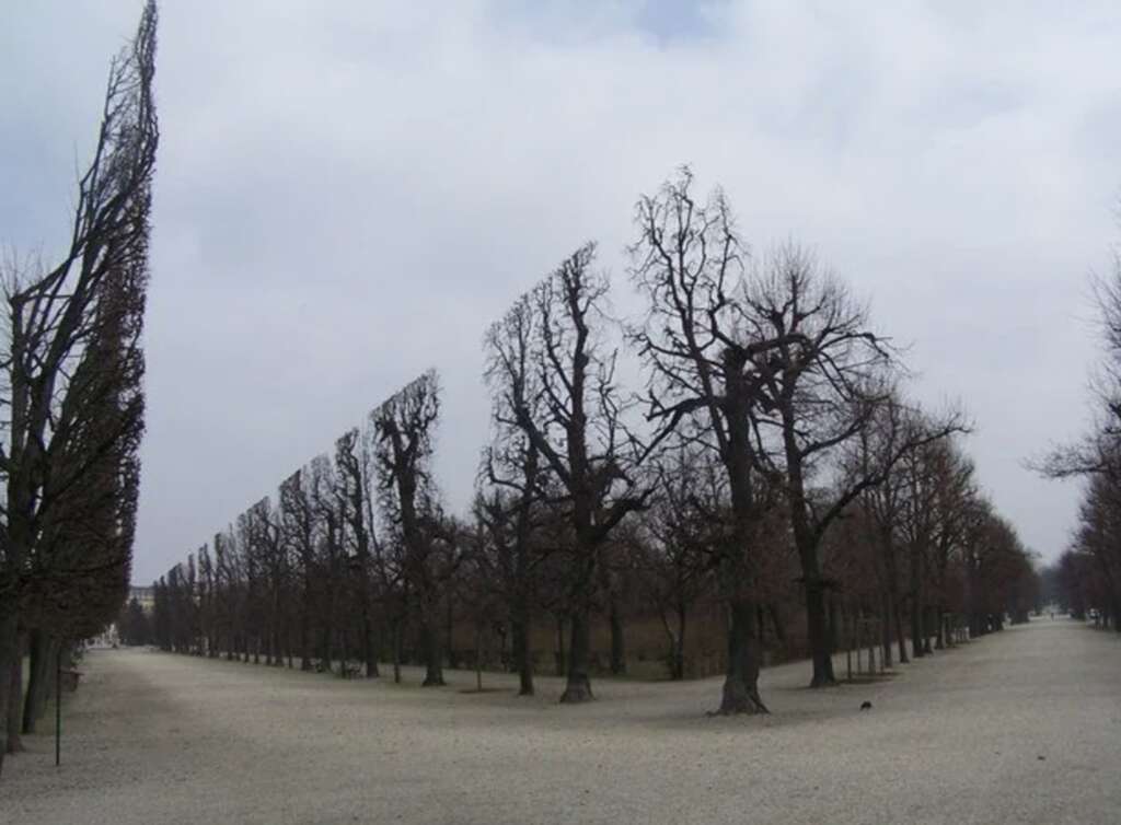 A wide gravel path lined with tall, symmetrical, leafless trees that form a triangular pattern on the left side, contrasting with irregularly pruned trees on the right. The sky is overcast, creating a monochromatic, wintery atmosphere.