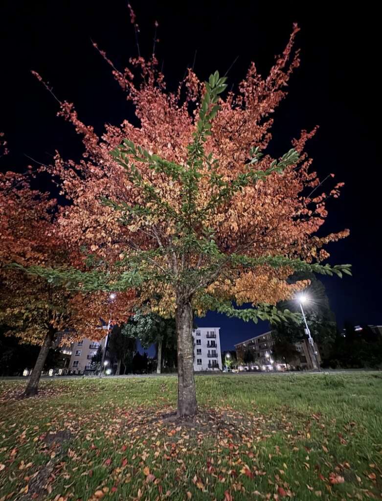 A tree with vibrant red and orange leaves in a grassy area, illuminated by streetlights at night. In the background, there are multi-story buildings under a dark sky. Fallen leaves are scattered on the ground.