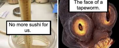 A split image with a tapeworm being held with chopsticks on the left, labeled "No more sushi for us," and a close-up of the tapeworm's face on the right, labeled "The face of a tapeworm.