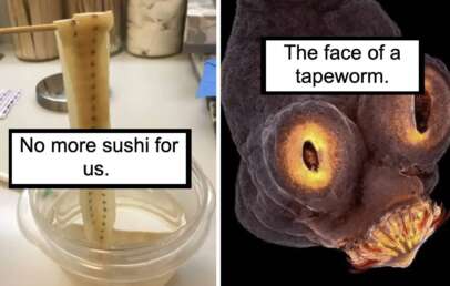 A split image with a tapeworm being held with chopsticks on the left, labeled "No more sushi for us," and a close-up of the tapeworm's face on the right, labeled "The face of a tapeworm.