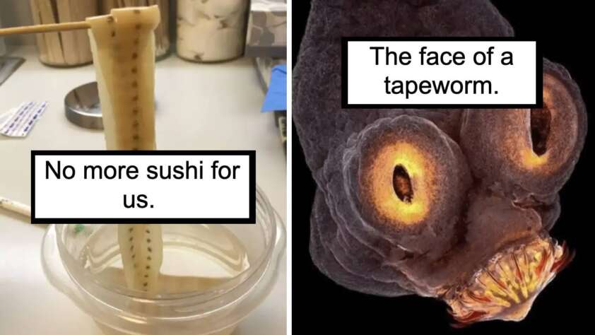 A split image with a tapeworm being held with chopsticks on the left, labeled "No more sushi for us," and a close-up of the tapeworm's face on the right, labeled "The face of a tapeworm.