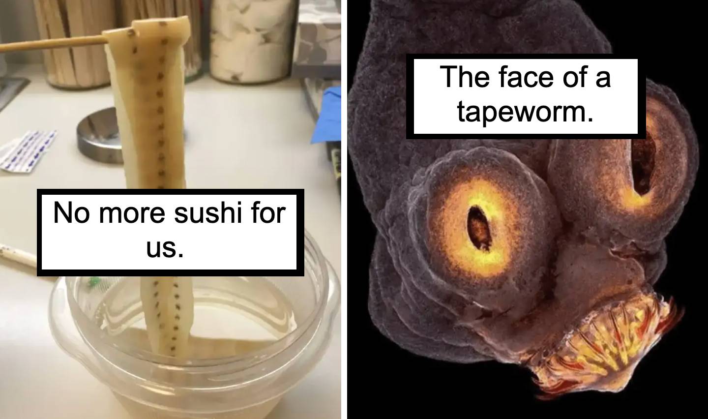 A split image with a tapeworm being held with chopsticks on the left, labeled "No more sushi for us," and a close-up of the tapeworm's face on the right, labeled "The face of a tapeworm.