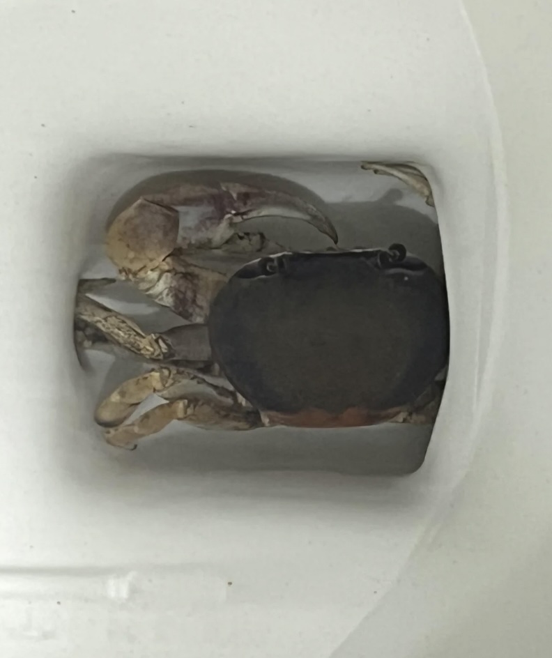 A crab with large pincers is perched inside a toilet bowl, partially submerged in water. Mildly infuriating, the crab sits centrally, its tan and brown shell starkly contrasting against the pristine white surface of the toilet.