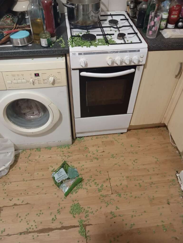 A kitchen scene captures a mildly infuriating mess with green peas scattered across the floor, an opened bag taunting nearby. To the left, a washing machine stands idle, while in the center, pans rest on the stove. Bottles clutter the countertop, adding to the chaotic ambiance.