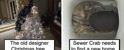 A split image: on the left, an elaborate Christmas tree adorned with gold and blue ornaments in a living room; on the right, a crab inside a ceramic sink with the mildly infuriating caption "Sewer Crab needs to find a new home.