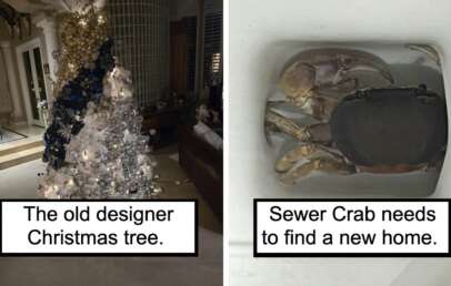 A split image: on the left, an elaborate Christmas tree adorned with gold and blue ornaments in a living room; on the right, a crab inside a ceramic sink with the mildly infuriating caption "Sewer Crab needs to find a new home.