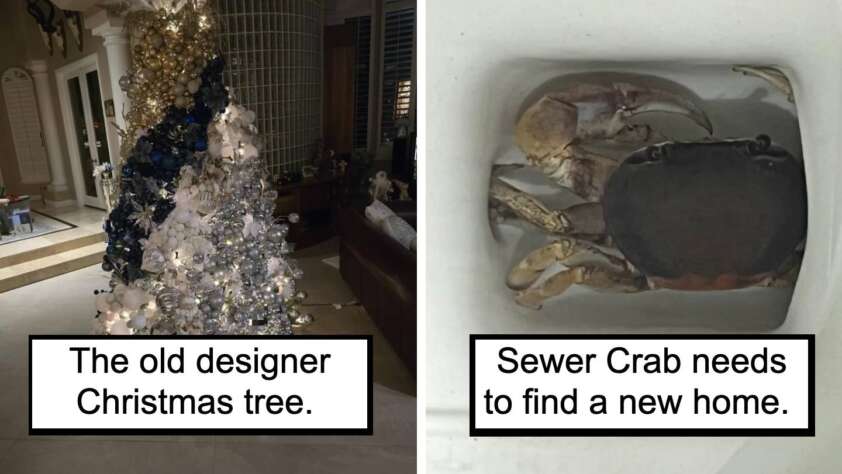 A split image: on the left, an elaborate Christmas tree adorned with gold and blue ornaments in a living room; on the right, a crab inside a ceramic sink with the mildly infuriating caption "Sewer Crab needs to find a new home.