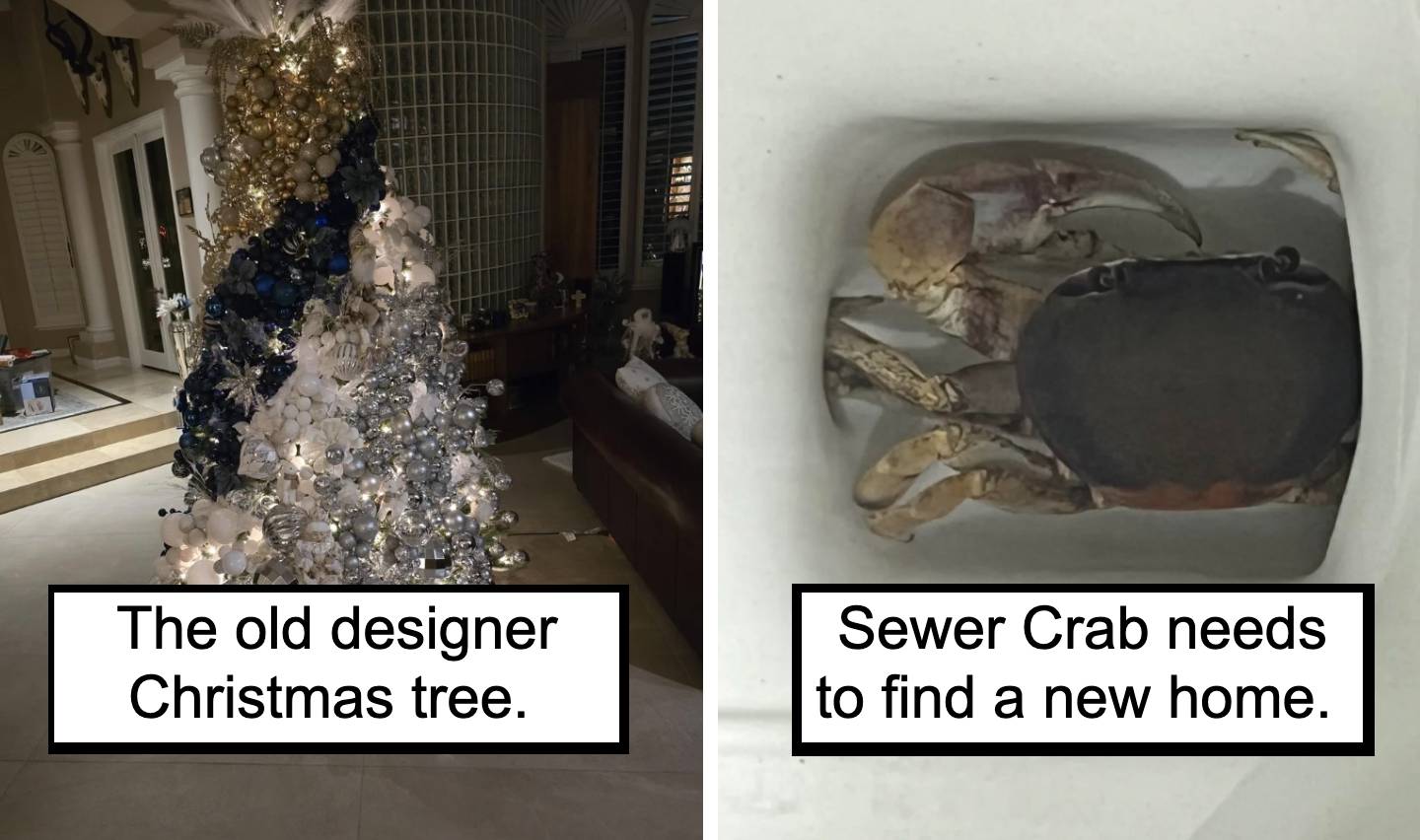 A split image: on the left, an elaborate Christmas tree adorned with gold and blue ornaments in a living room; on the right, a crab inside a ceramic sink with the mildly infuriating caption "Sewer Crab needs to find a new home.