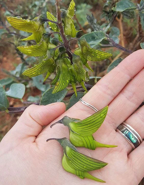 A hand holding two unique, green bird-shaped flowers. The plant, with similar flowers, is visible in the background. The flowers resemble small birds with outstretched wings. The hand wears a ring with a turquoise stone.