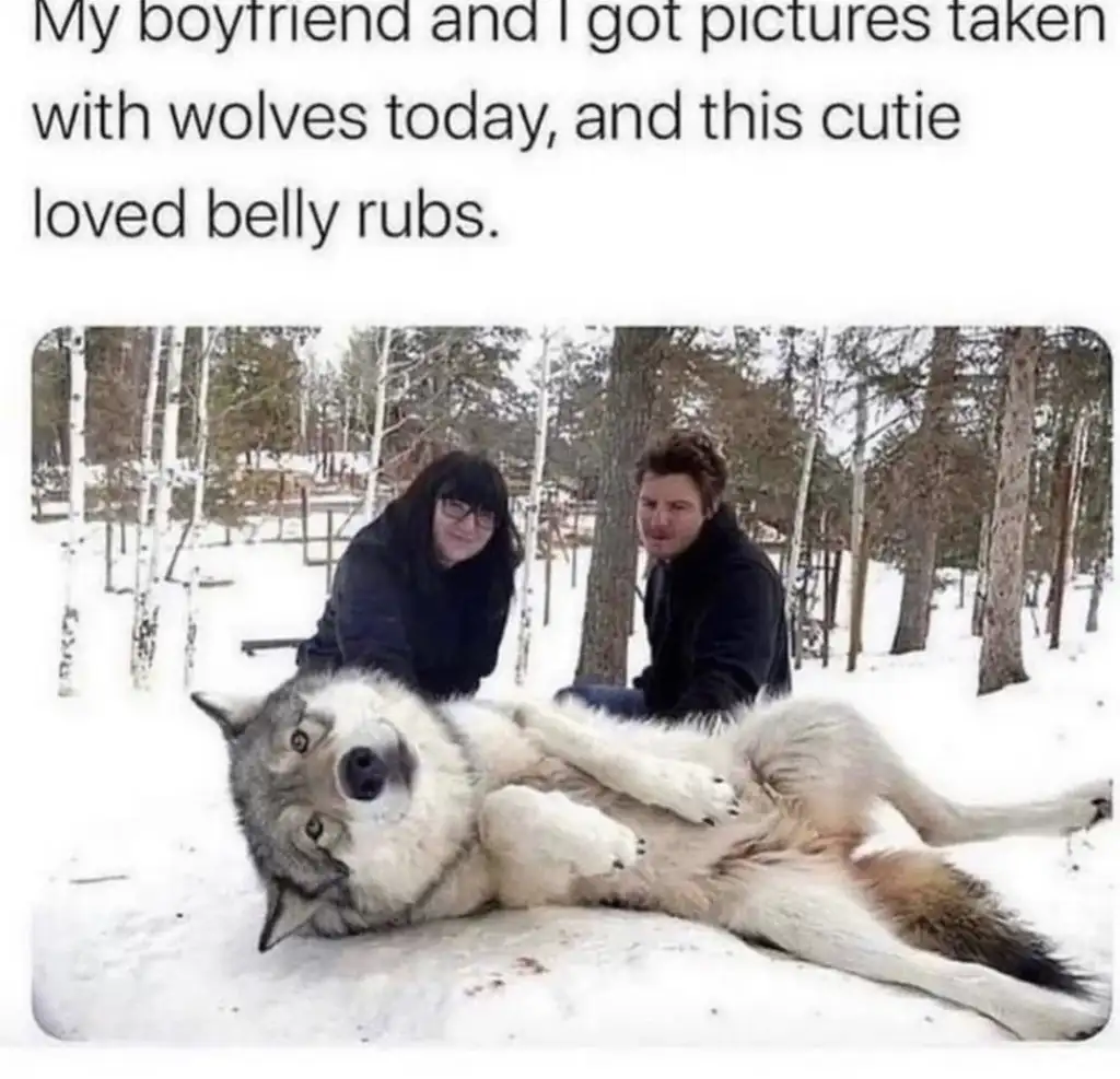 Two people crouch in the snow next to a large wolf lying on its back, enjoying belly rubs. The background features a snowy forest. Text above reads: "My boyfriend and I got pictures taken with wolves today, and this cutie loved belly rubs.