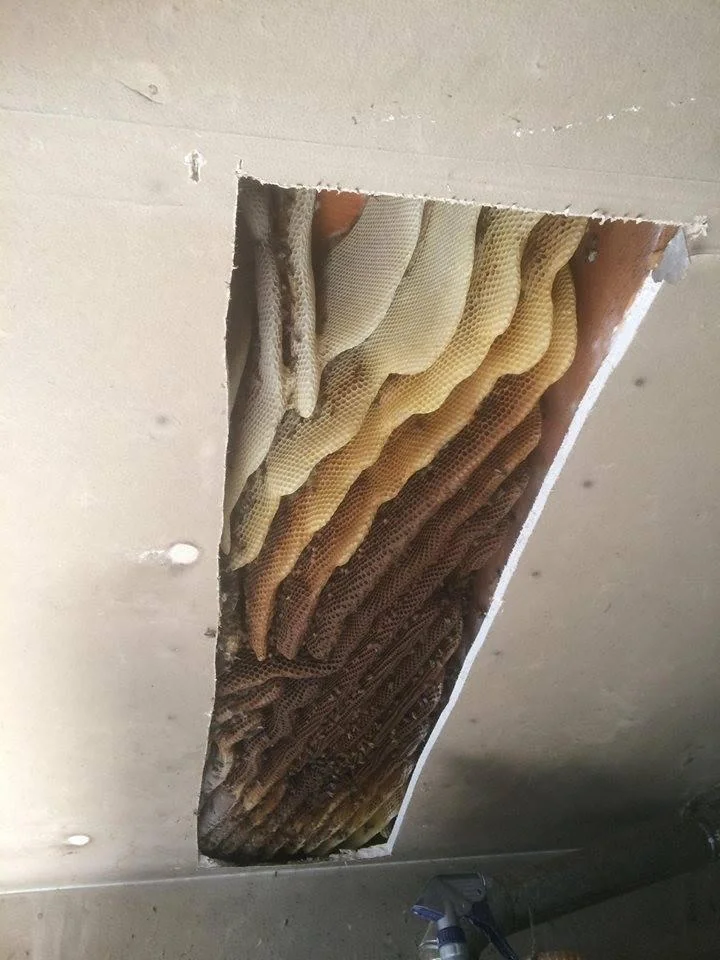 A section of drywall ceiling is cut away to reveal a large, multi-layered beehive. The hive displays varying shades of honeycomb from light to dark brown.