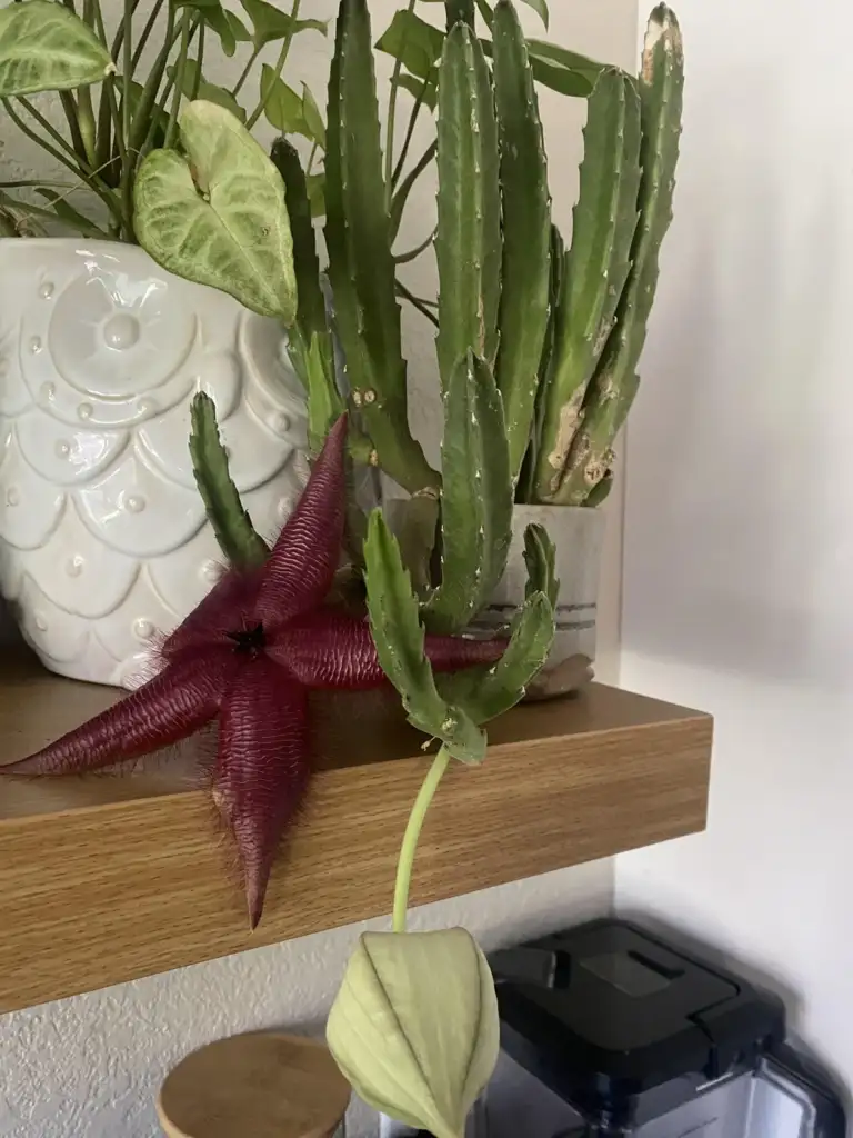 A star-shaped, deep red flower with a fuzzy texture blooms next to a cactus on a wooden shelf. A decorative, white pot with a leafy green plant is nearby.