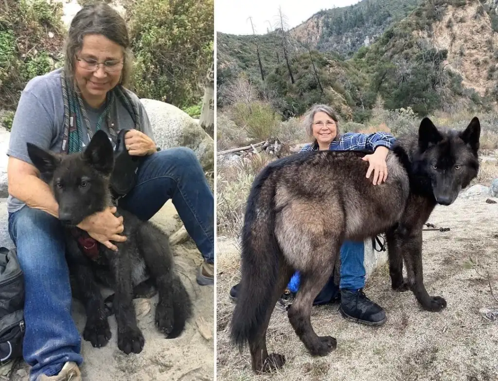 A woman is outdoors, sitting on rocks, petting a large dark wolf in two photos. The wolf has thick fur and pointed ears. She smiles while interacting with the wolf in a mountainous area with trees and rocks around.