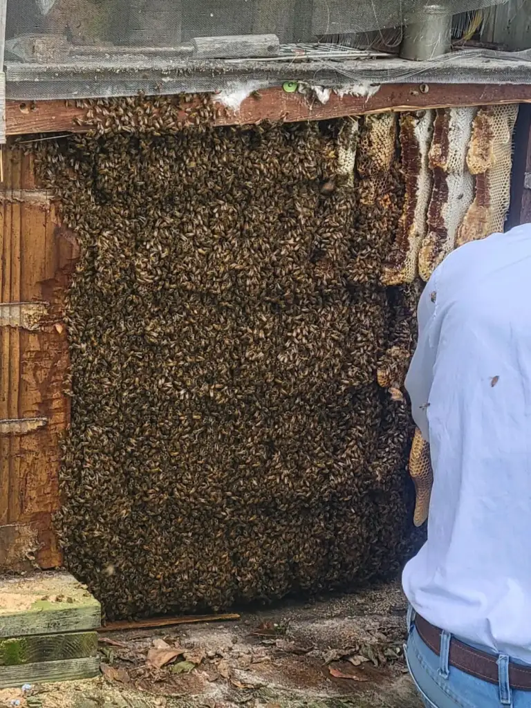 A large swarm of bees covers the exposed section of a wooden structure, with visible honeycombs in the top right corner. A person in a light blue shirt is standing to the right, partially visible and observing the bees.