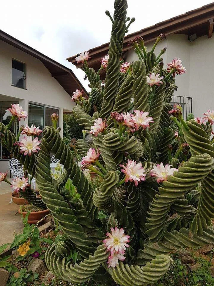 A large, spiral cactus with thick, twisted green stems is in bloom, adorned with pink and white flowers. It stands outside a white house with large windows and wooden eaves, surrounded by a garden and patio furniture.